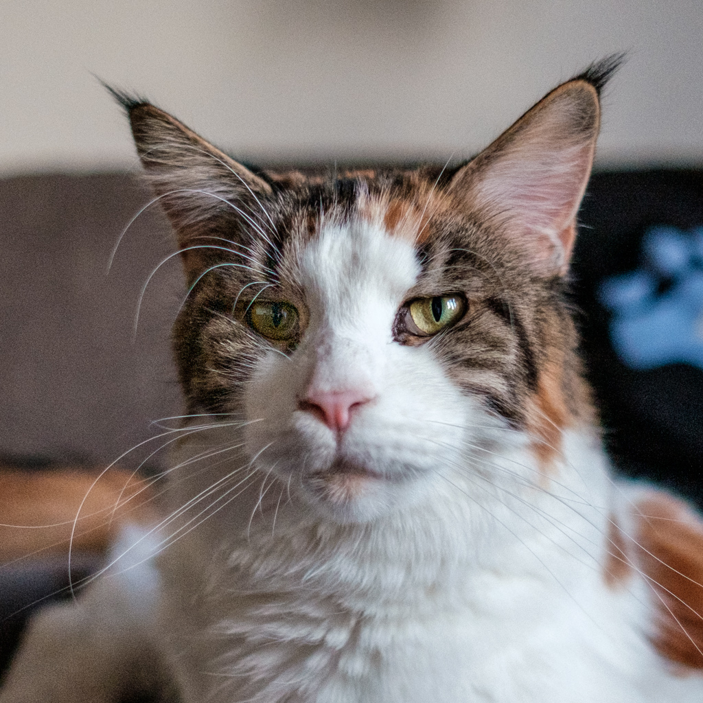 Bild von unserer Katze Donna